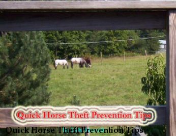 Quick Horse Theft Prevention Tips 